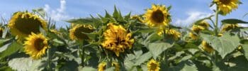 Sol brings the sunflowers to bloom.